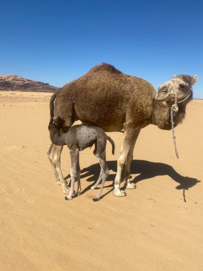 Wadi Rum Albasli מראה חיצוני תמונה