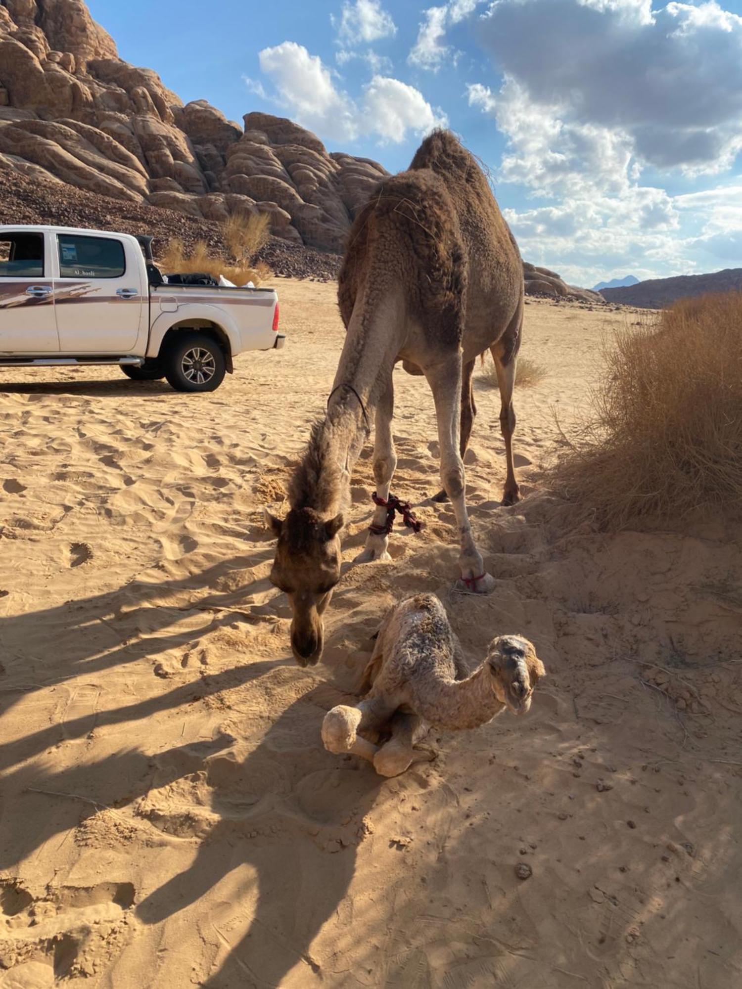 Wadi Rum Albasli מראה חיצוני תמונה