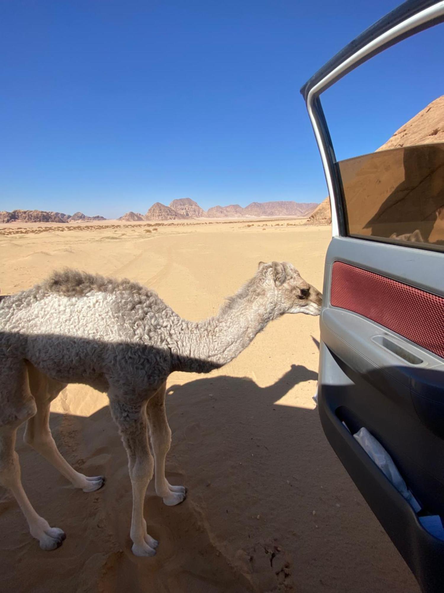 Wadi Rum Albasli מראה חיצוני תמונה