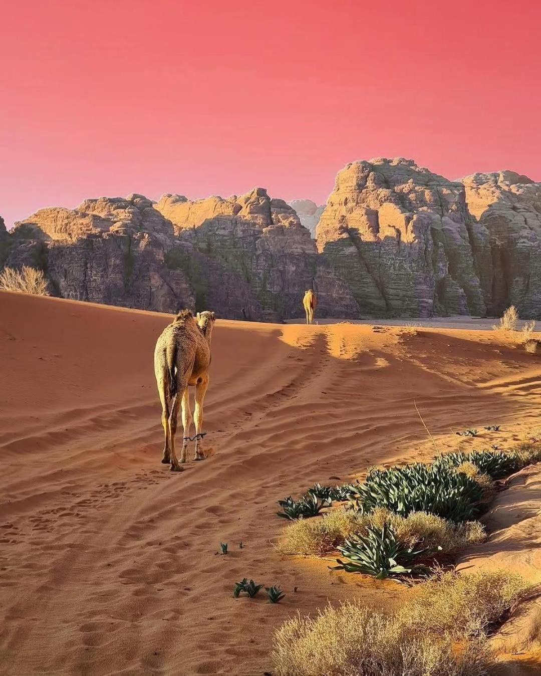 Wadi Rum Albasli מראה חיצוני תמונה